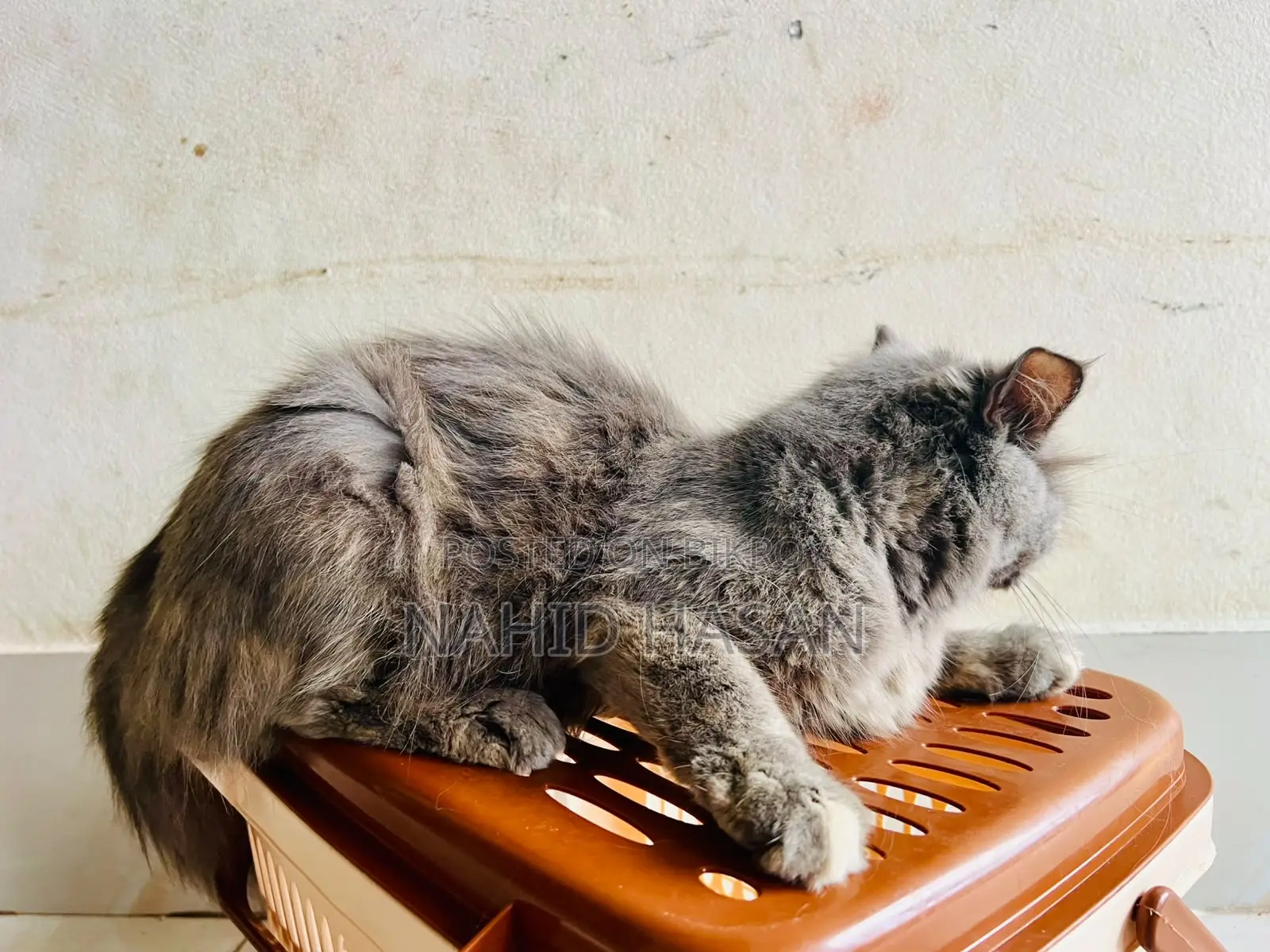 1+ Year Female Purebred Persian
