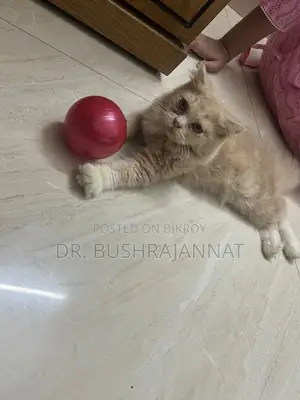 ৬-১২ মাস বয়সী মেয়ে পার্সিয়ান বিড়াল