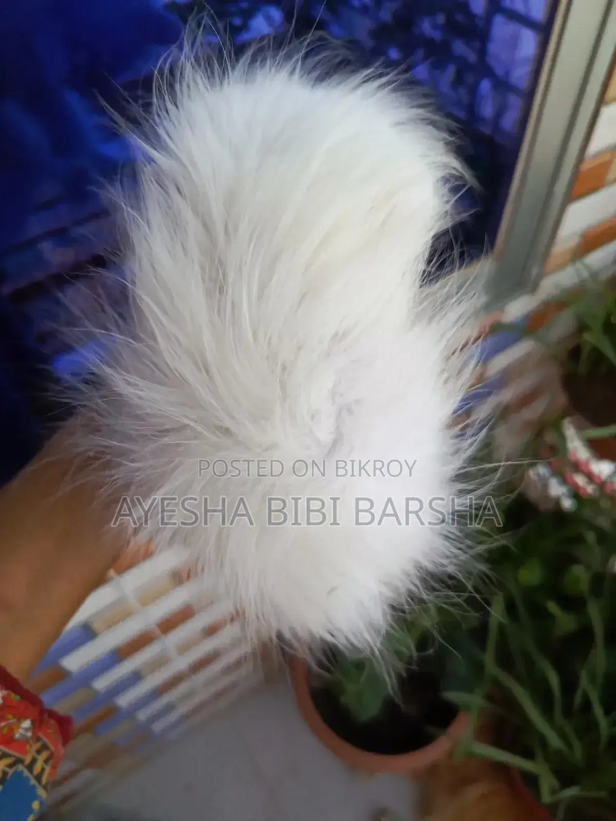 ১-৩ মাস বয়সী মেইল পিওরব্রেড পার্সিয়ান