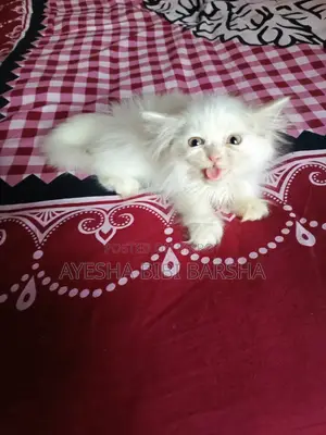 ১-৩ মাস বয়সী মেইল পিওরব্রেড পার্সিয়ান