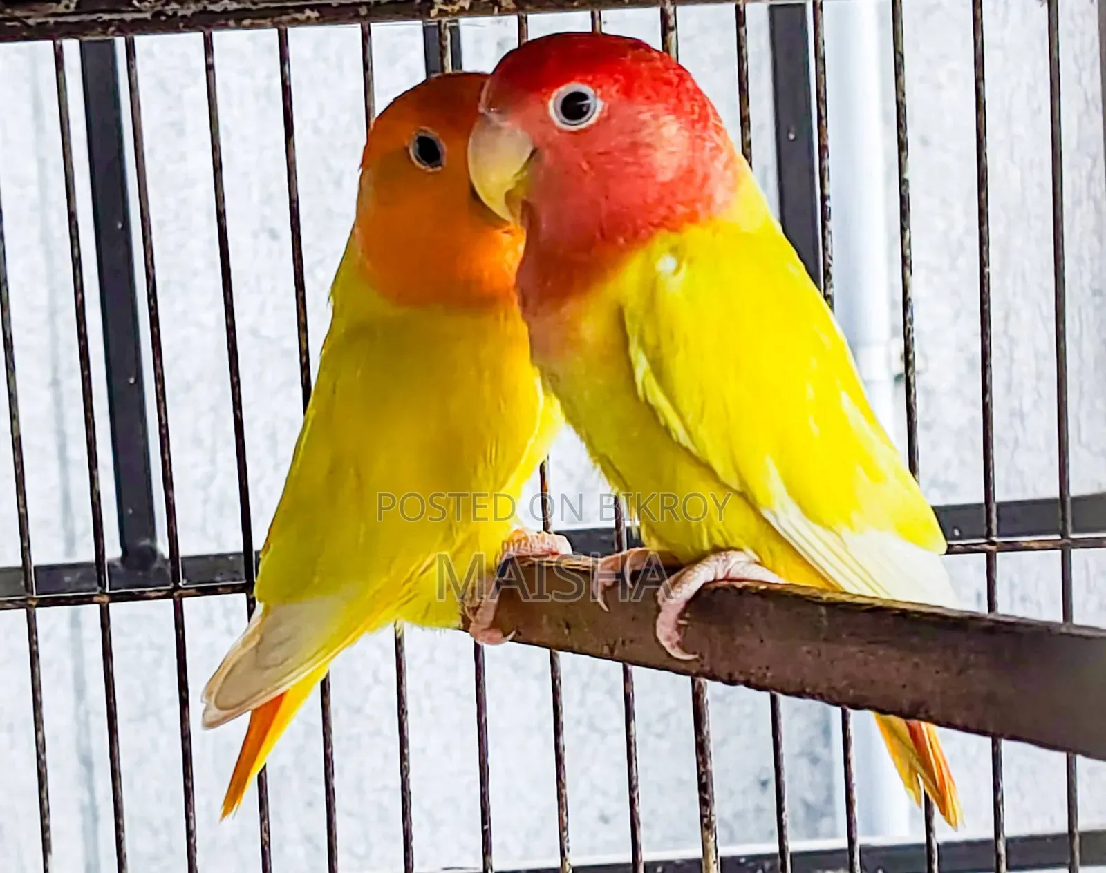 Love Bird Breeding Pair