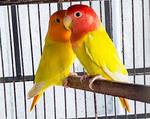 Love Bird Breeding Pair