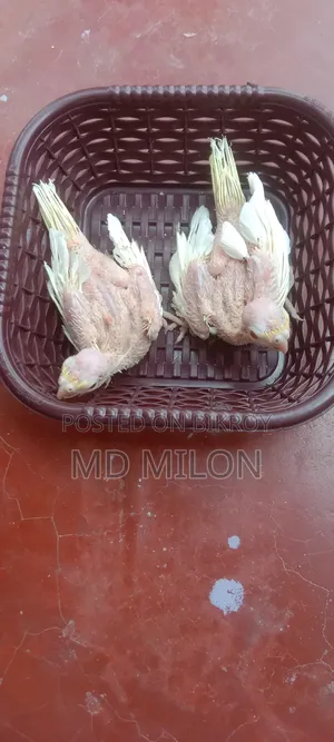 Cockatiel Lutino Tame Baby Khulna Sadar