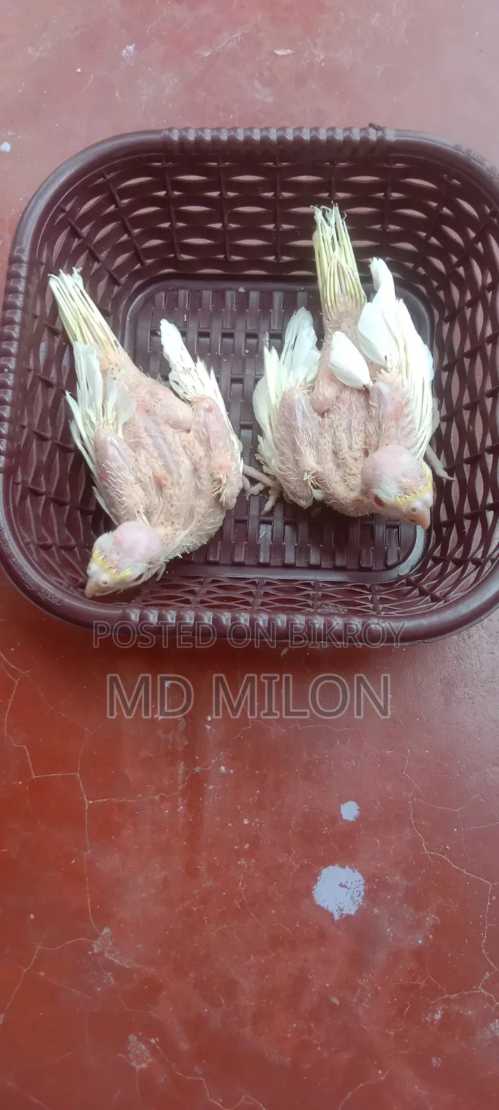 Cockatiel Lutino Tame Baby Khulna Sadar