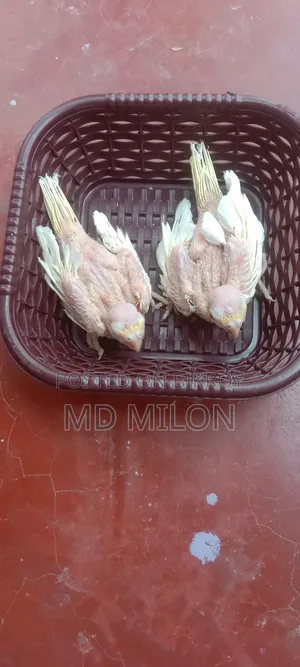 Cockatiel Lutino Tame Baby Khulna Sadar