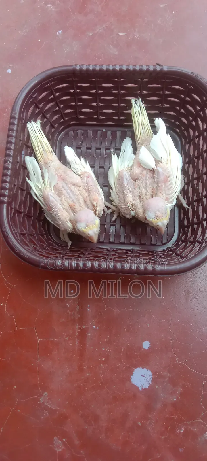 Cockatiel Lutino Tame Baby Khulna Sadar