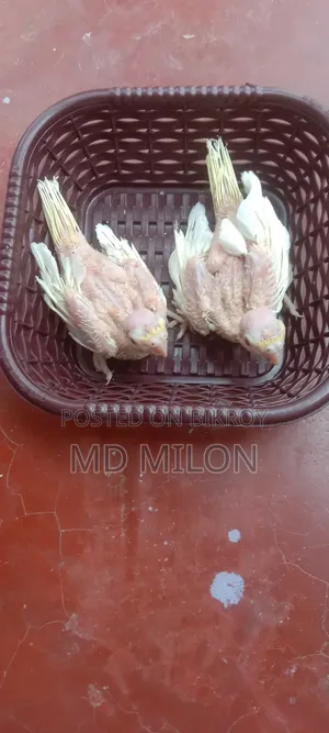 Cockatiel Lutino Tame Baby Khulna Sadar