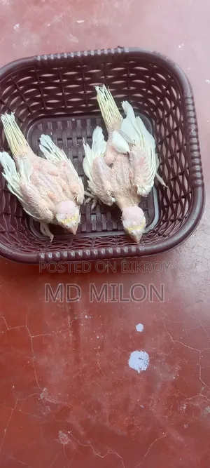 Cockatiel Lutino Tame Baby Khulna Sadar