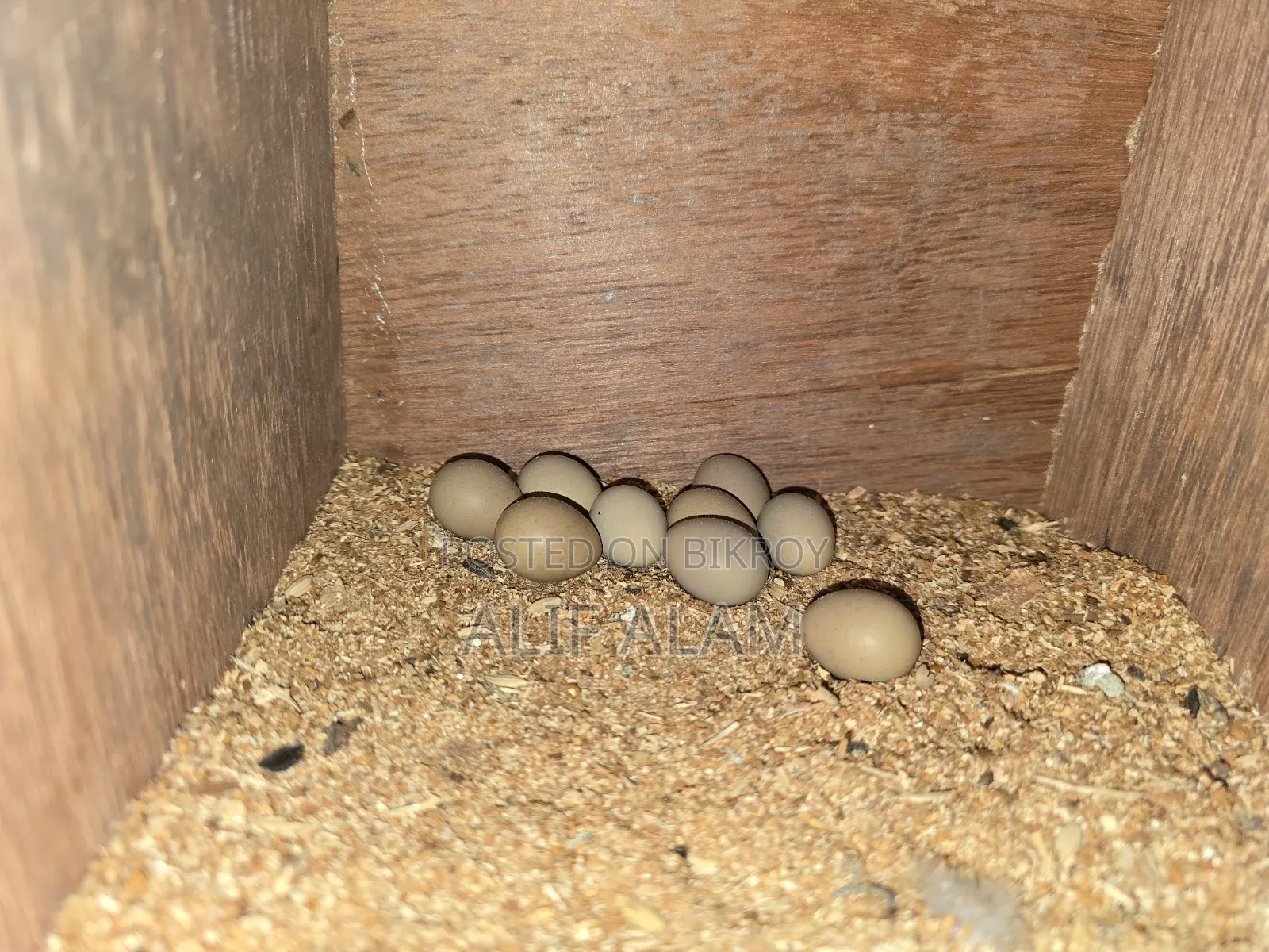 King Quail Fertile Eggs