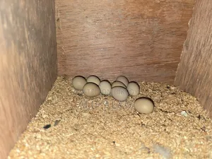 King Quail Fertile Eggs