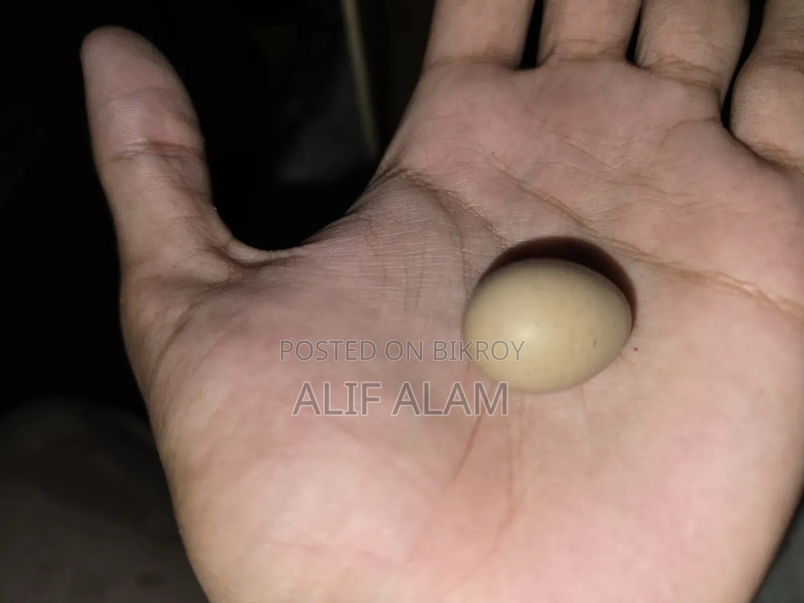 King Quail Fertile Eggs