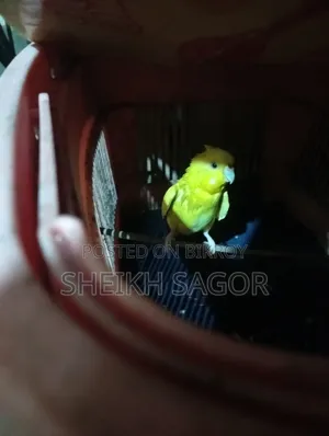 বাজীগর পাখি অনেক চঞ্চল