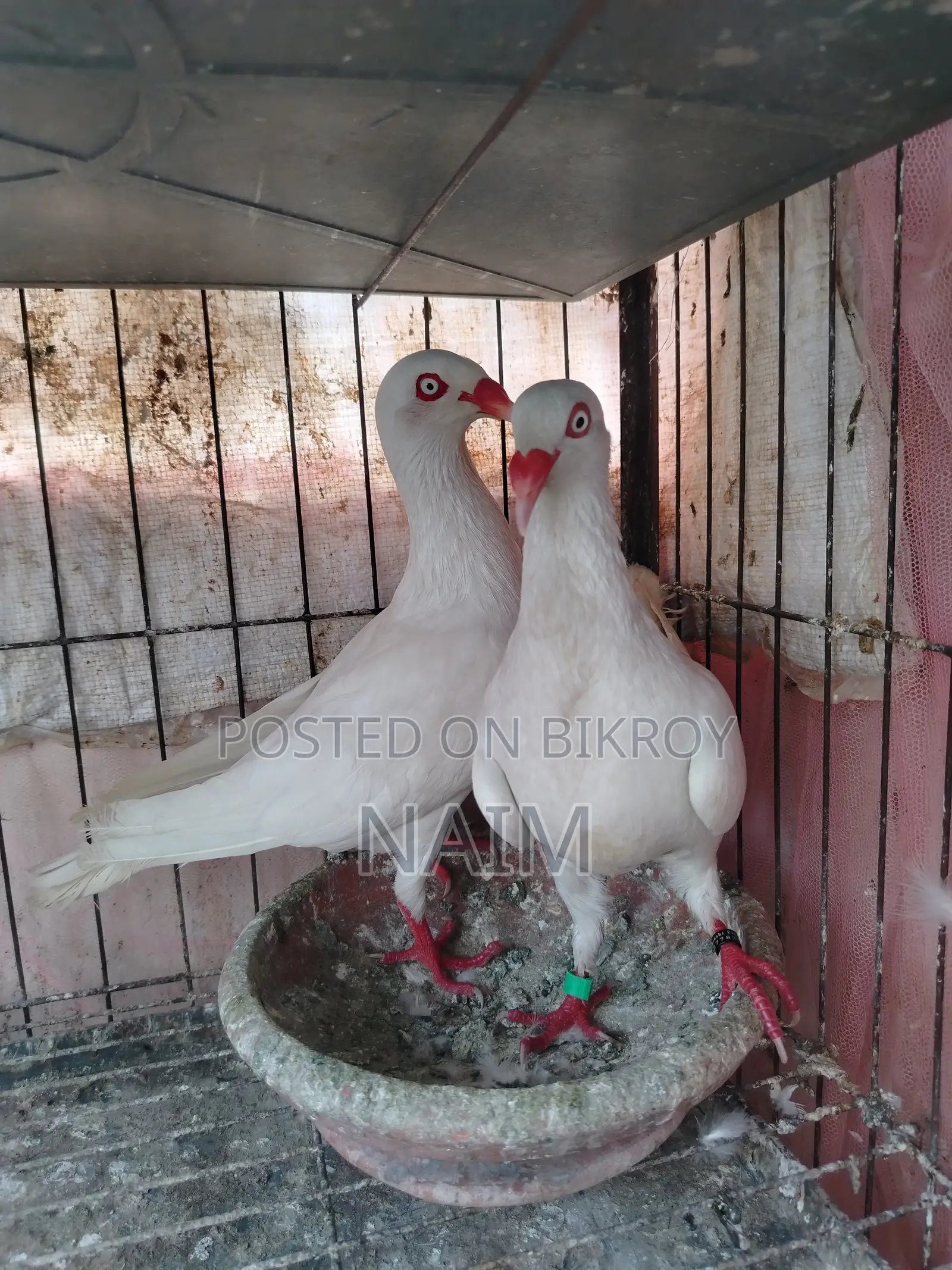 White Denish Pigeon