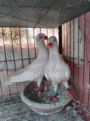 White Denish Pigeon