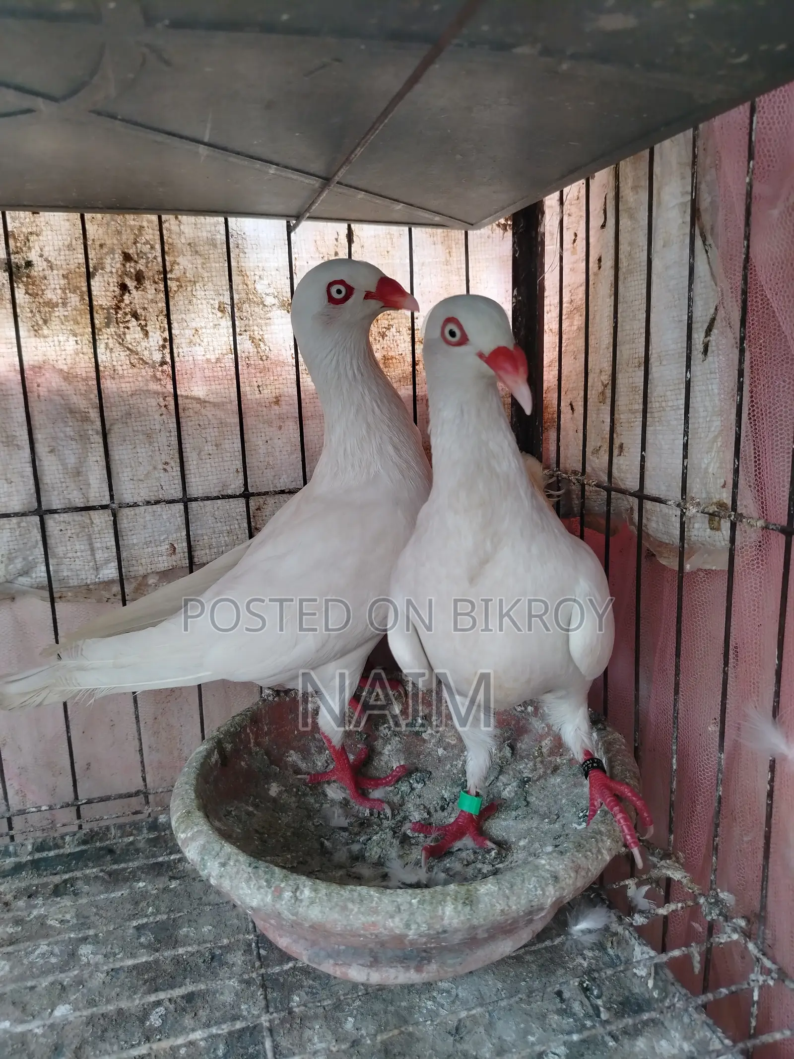 White Denish Pigeon