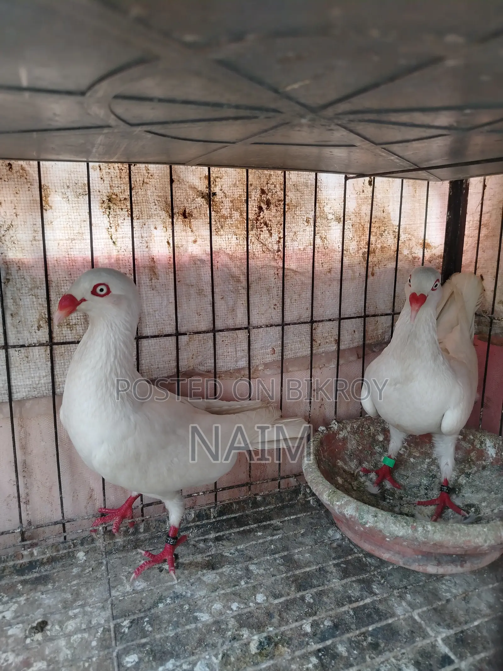 White Denish Pigeon