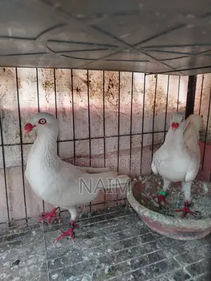 White Denish Pigeon