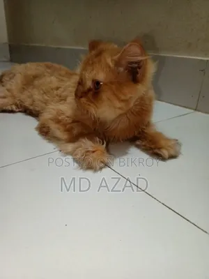 ৬-১২ মাস বয়সী ফিমেল মিক্সড ব্রিড পার্সিয়ান