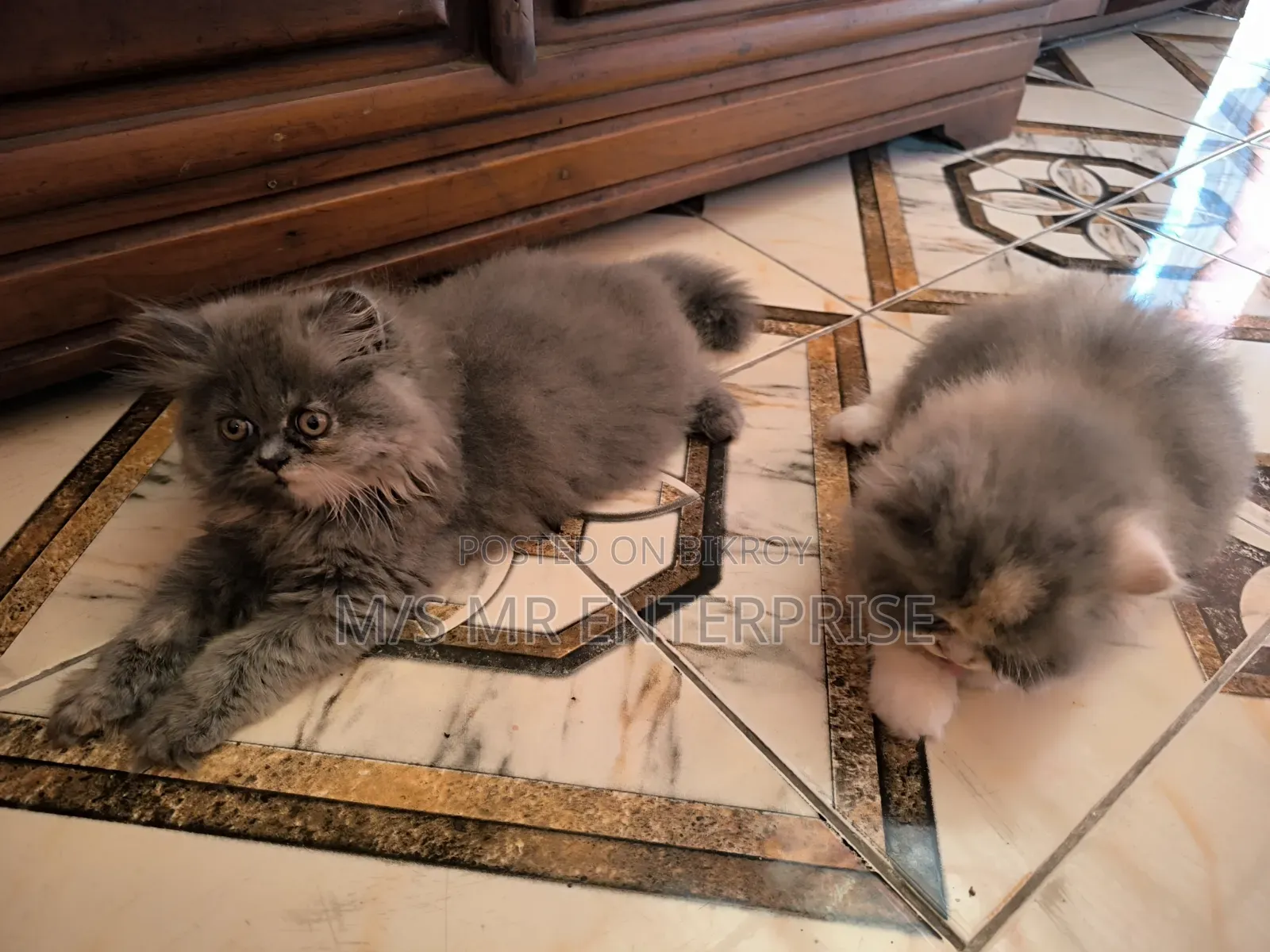 1-3 Months Female Purebred Persian