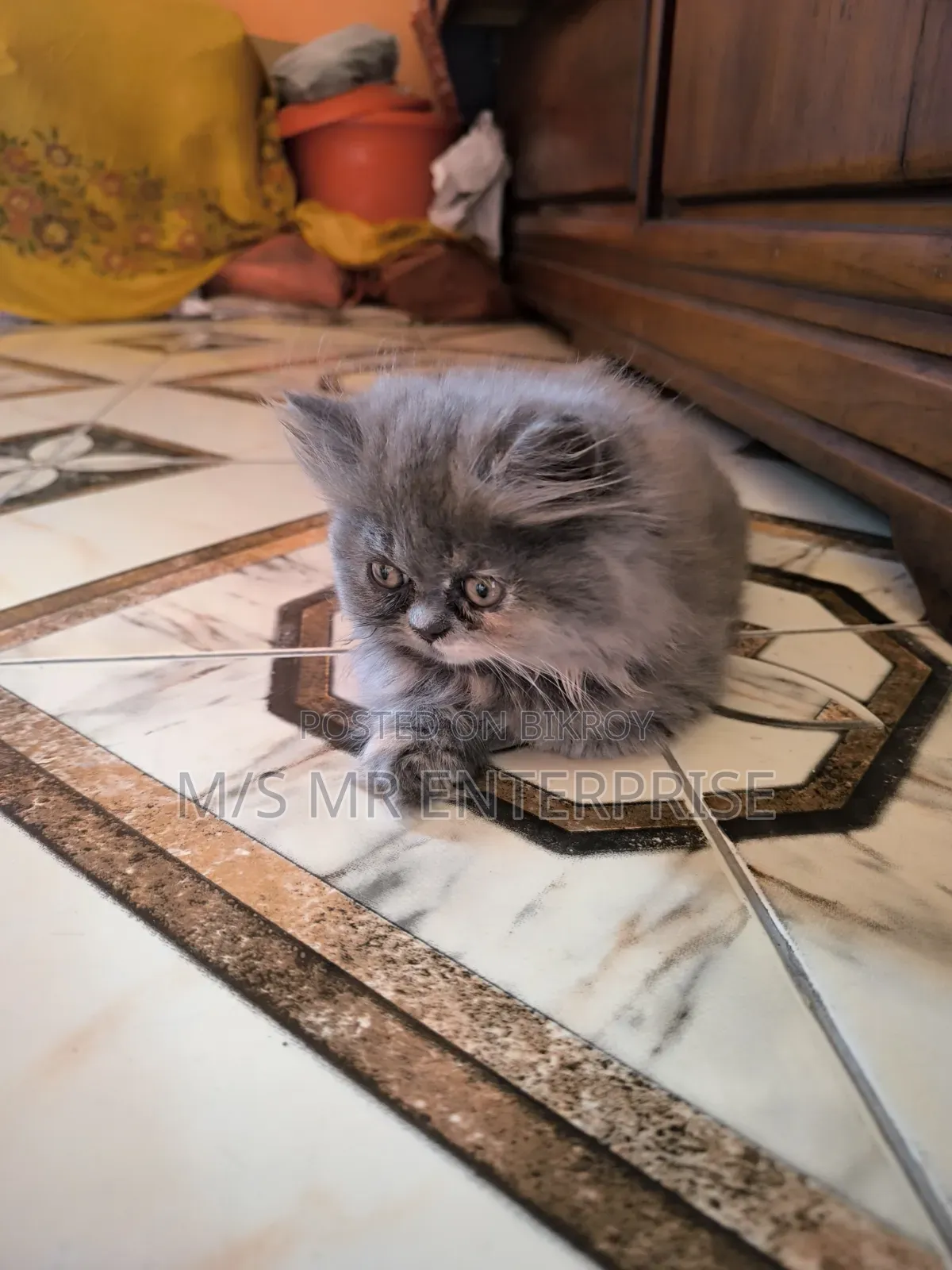 1-3 Months Female Purebred Persian