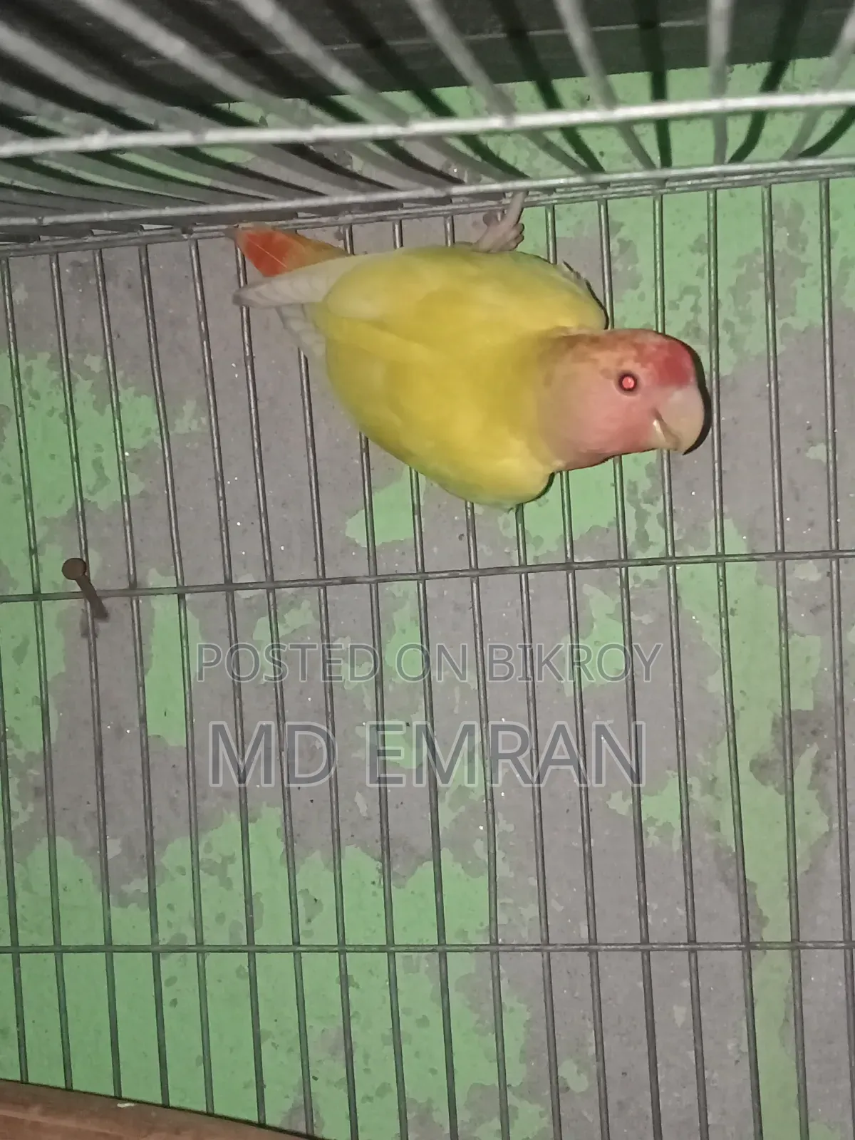 Lutino Red Head Opaline Love Bird