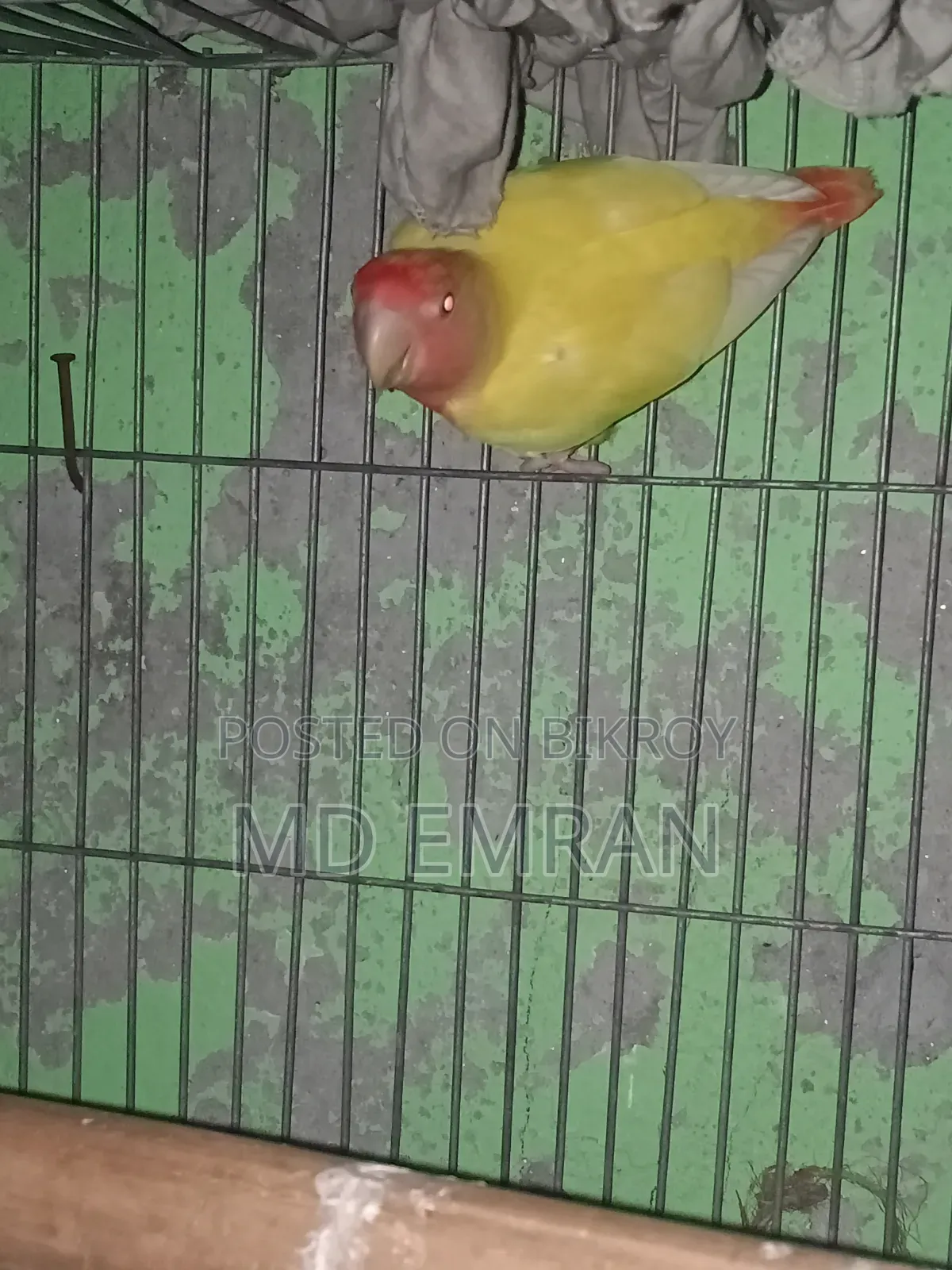 Lutino Red Head Opaline Love Bird