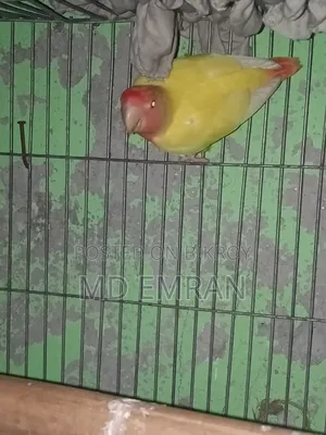 Lutino Red Head Opaline Love Bird