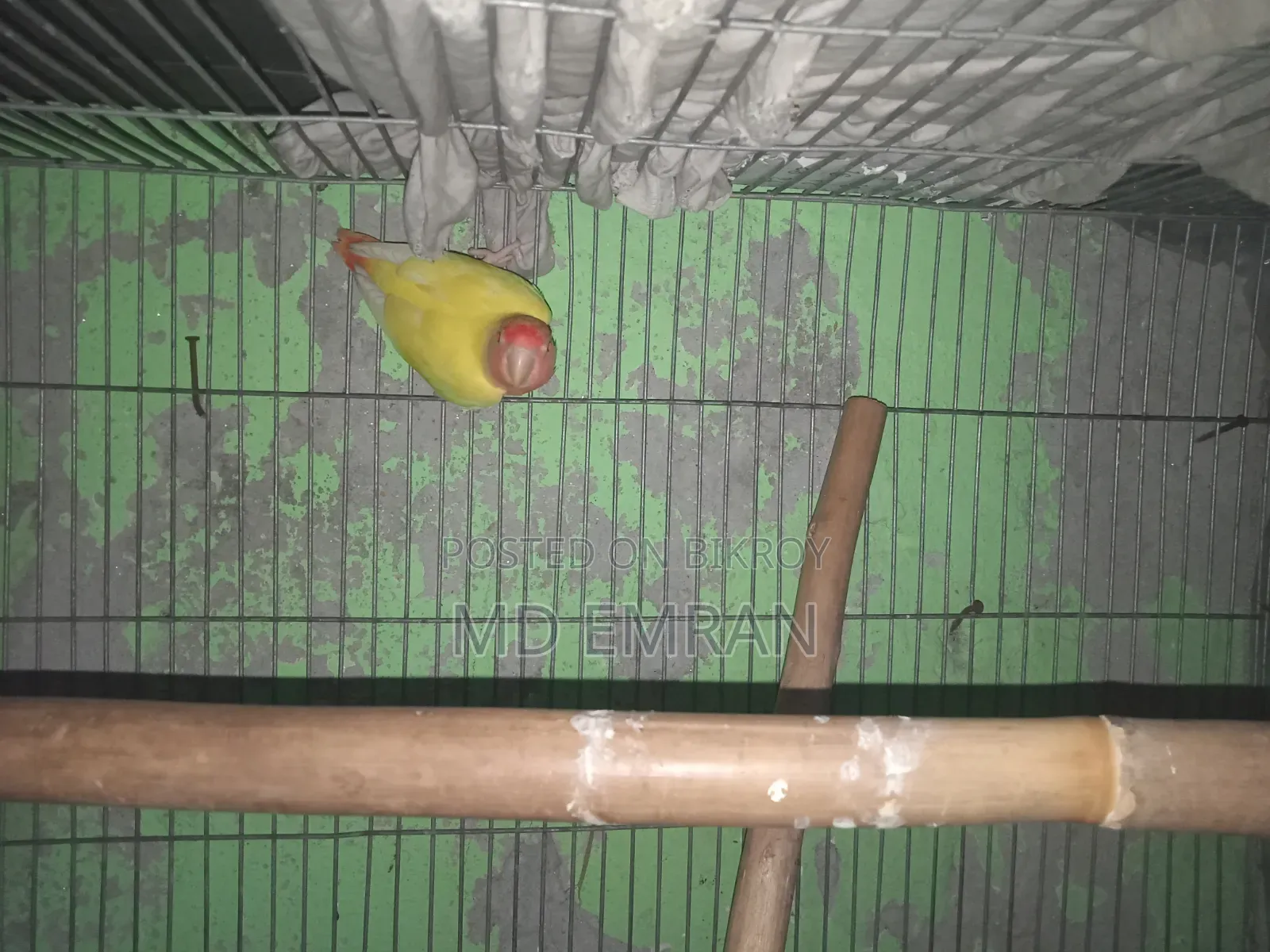 Lutino Red Head Opaline Love Bird