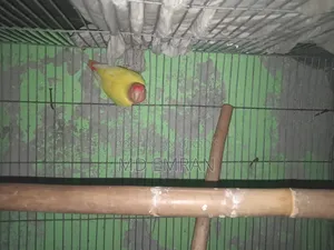 Lutino Red Head Opaline Love Bird