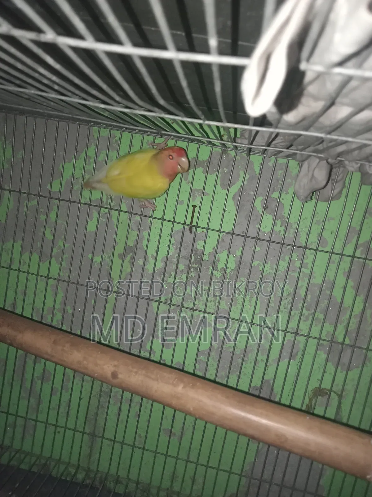 Lutino Red Head Opaline Love Bird