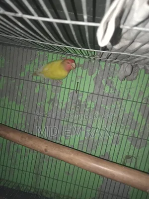 Lutino Red Head Opaline Love Bird