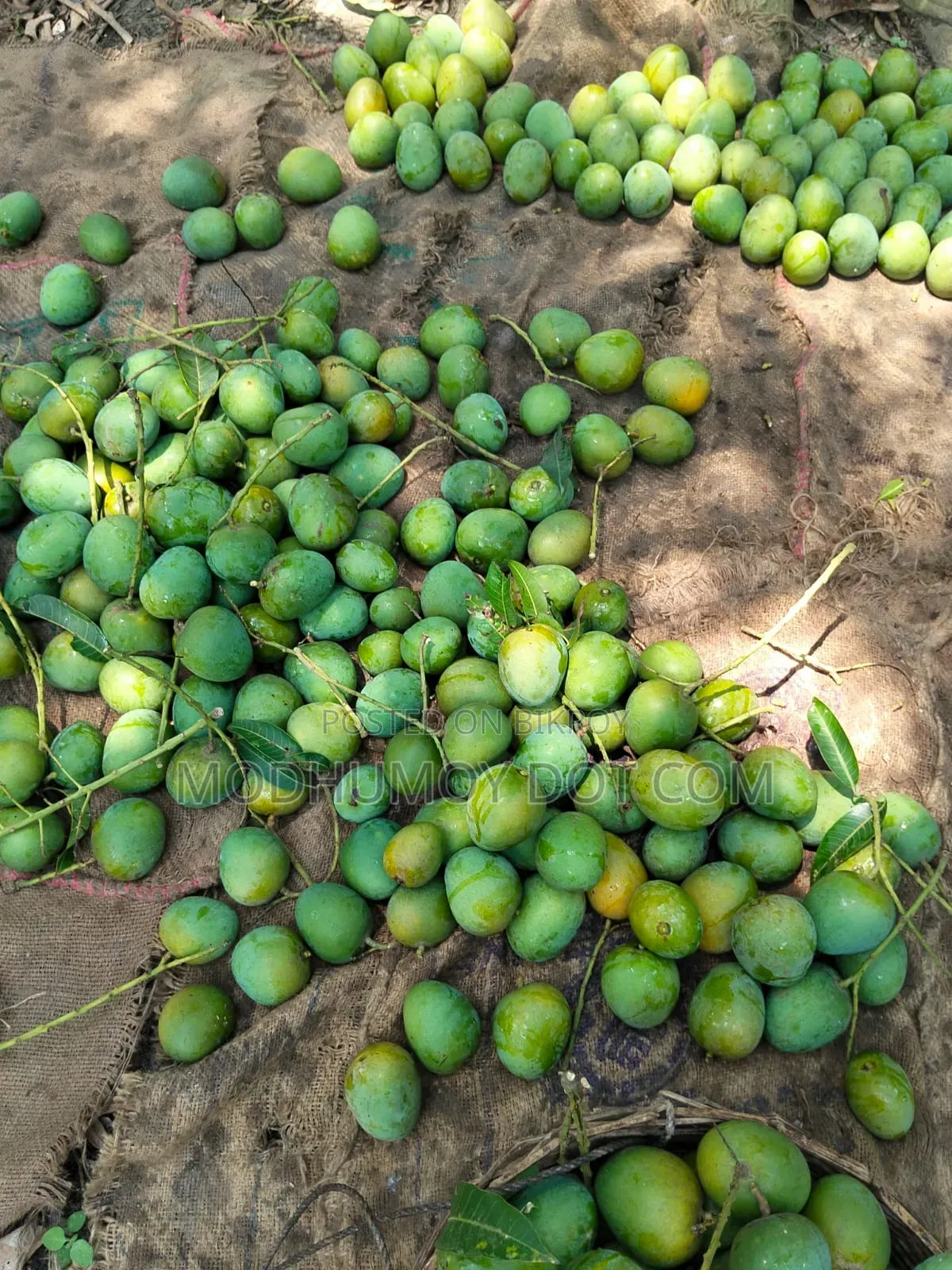 Rajshahi Himsagar Mango