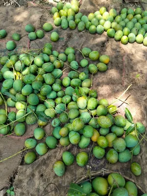 রাজশাহীর হিমসাগর আম