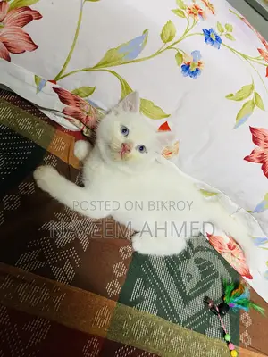 1-3 Months Male Purebred Persian
