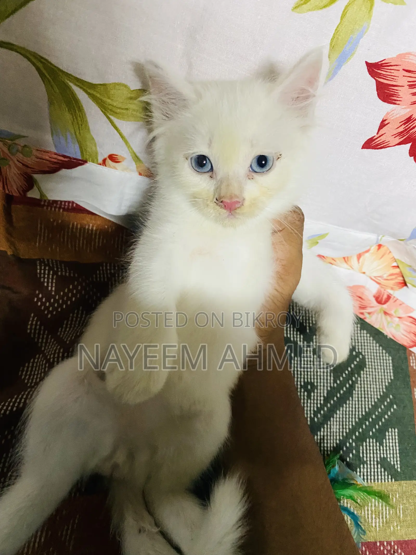 1-3 Months Male Purebred Persian