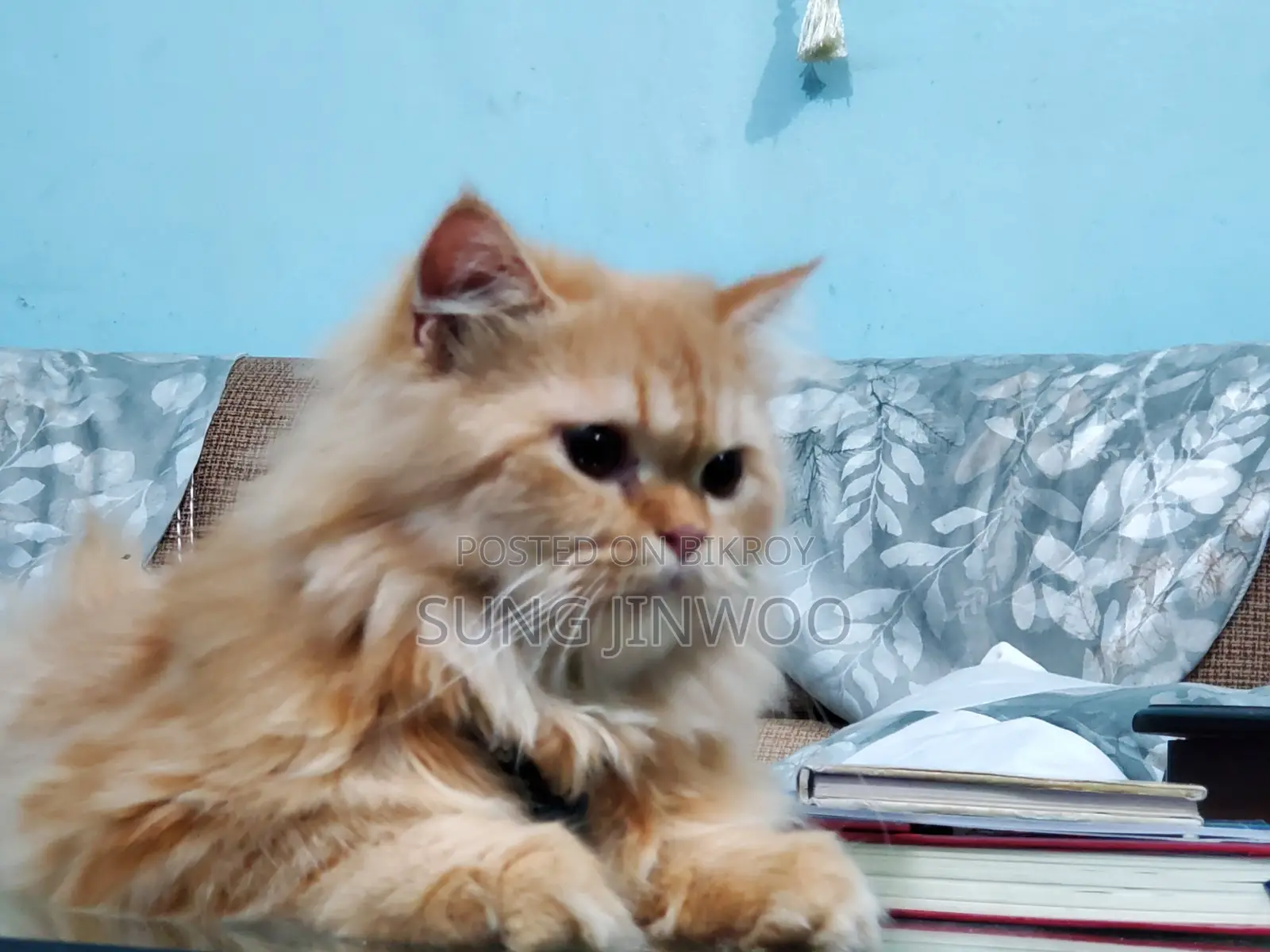 1+ Year Male Purebred Persian Cat