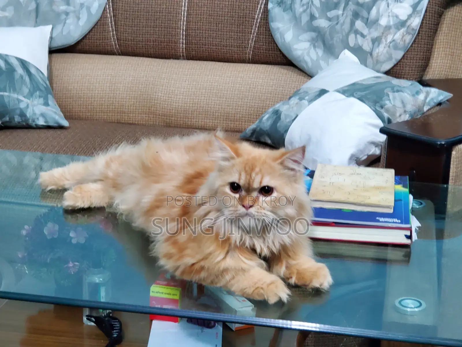 1+ Year Male Purebred Persian Cat