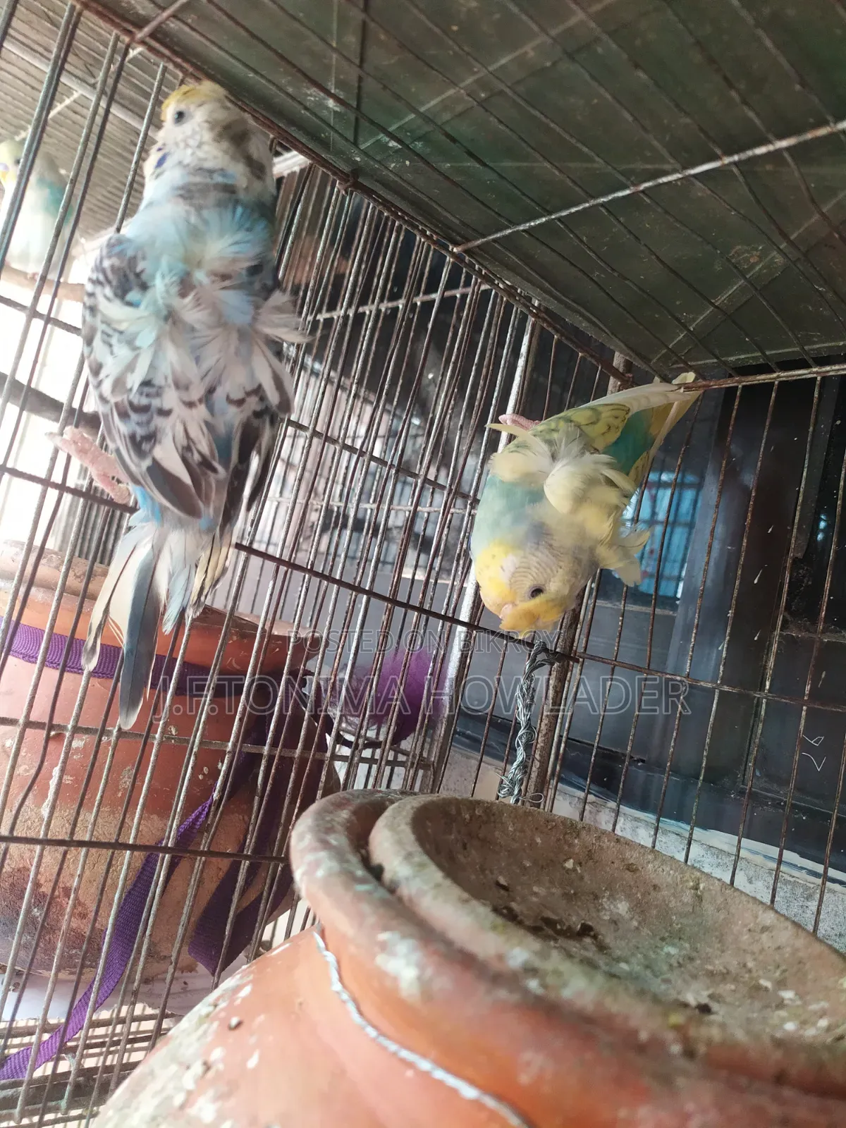 Jp Budgie Bird