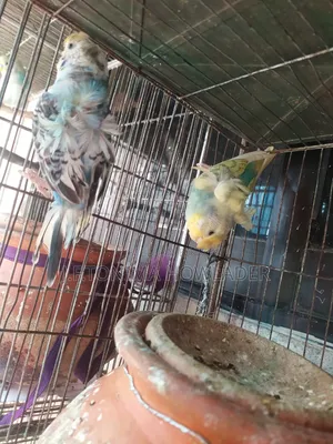 Jp Budgie Bird