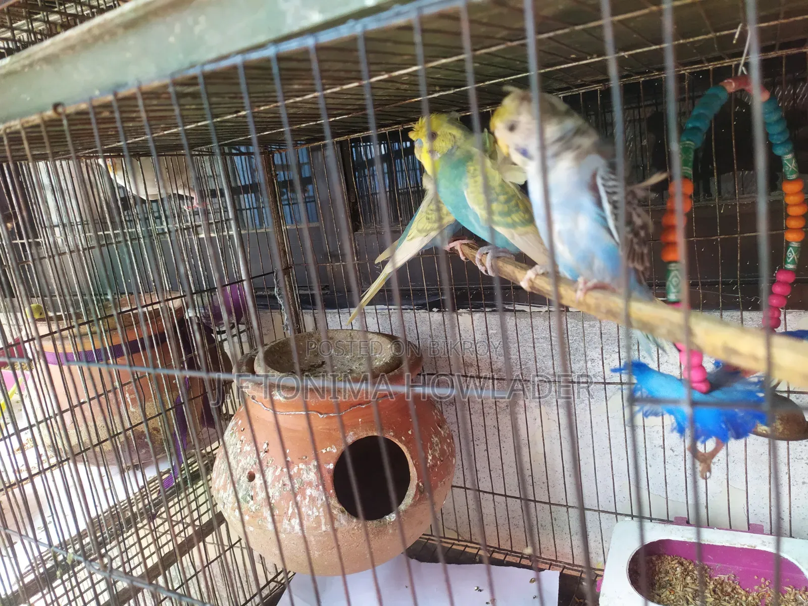 Jp Budgie Bird