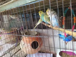 Jp Budgie Bird