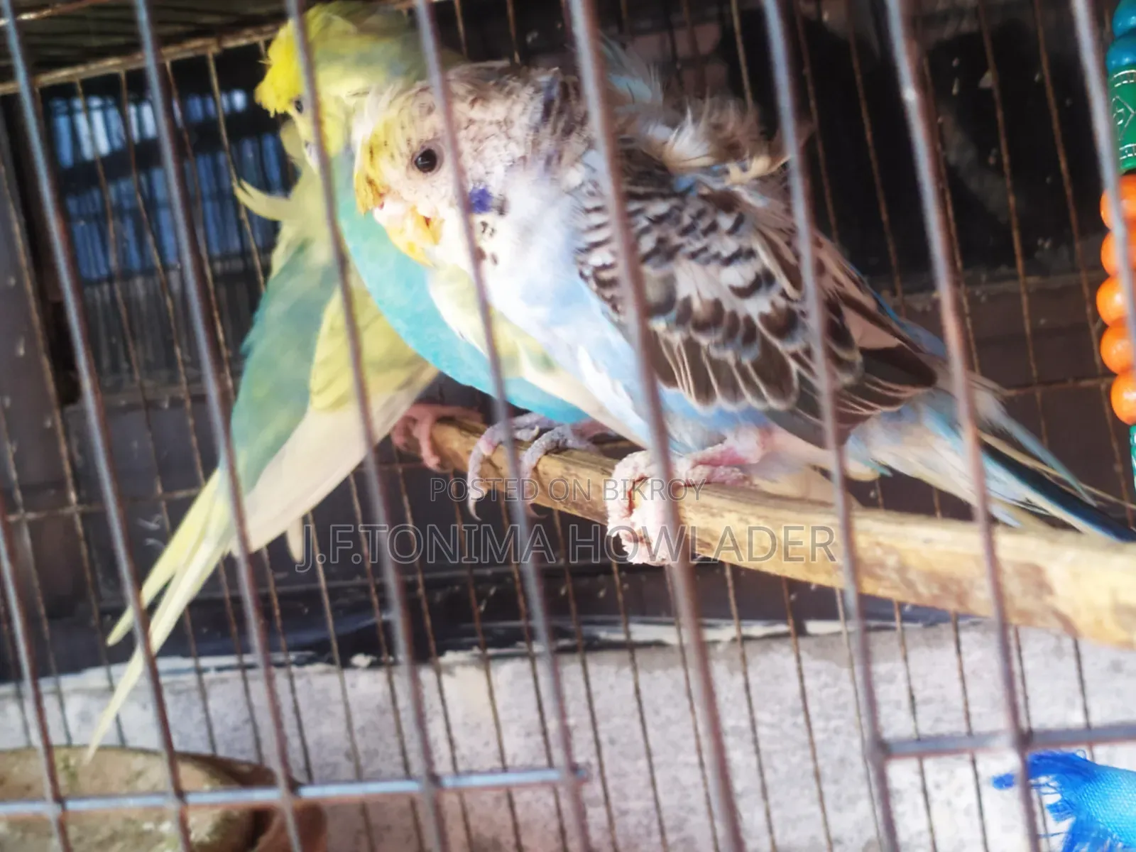 Jp Budgie Bird