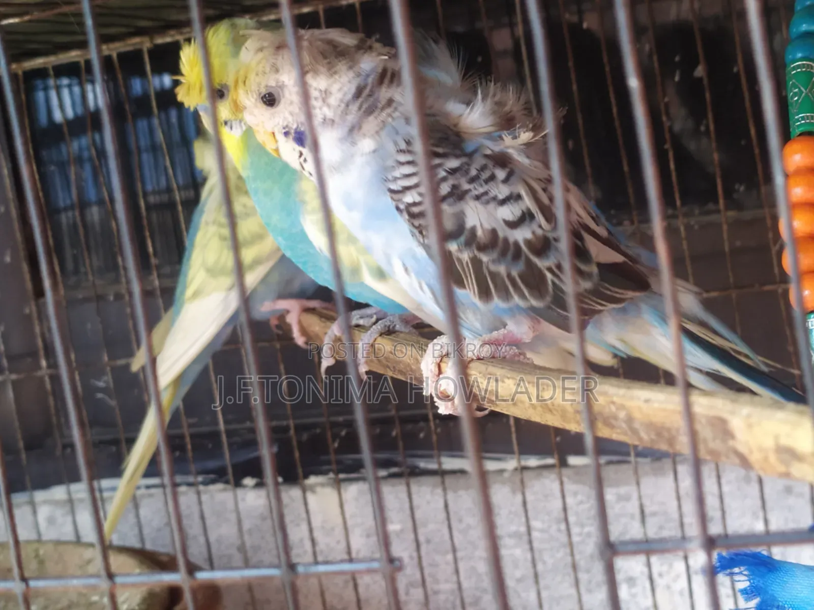 Jp Budgie Bird