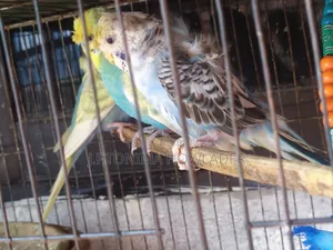Jp Budgie Bird