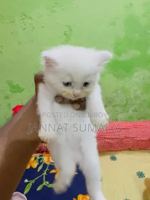 1-3 Months Female Purebred Persian