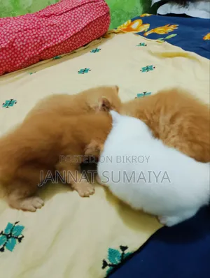 1-3 Months Female Purebred Persian
