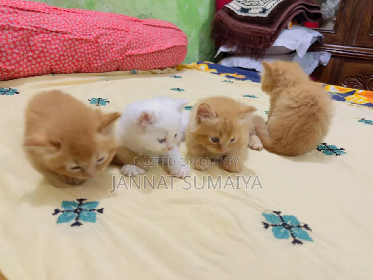 1-3 Months Female Purebred Persian