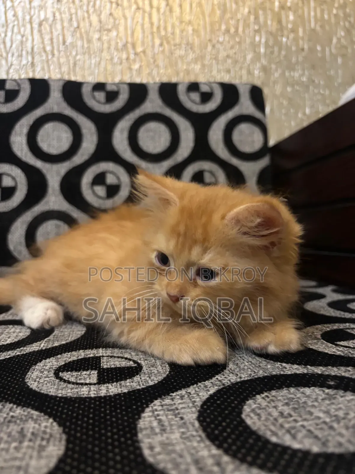 1-3 Months Male Purebred Persian Cat