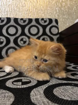 1-3 Months Male Purebred Persian Cat