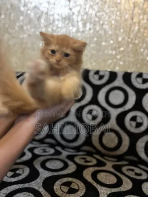 1-3 Months Male Purebred Persian Cat